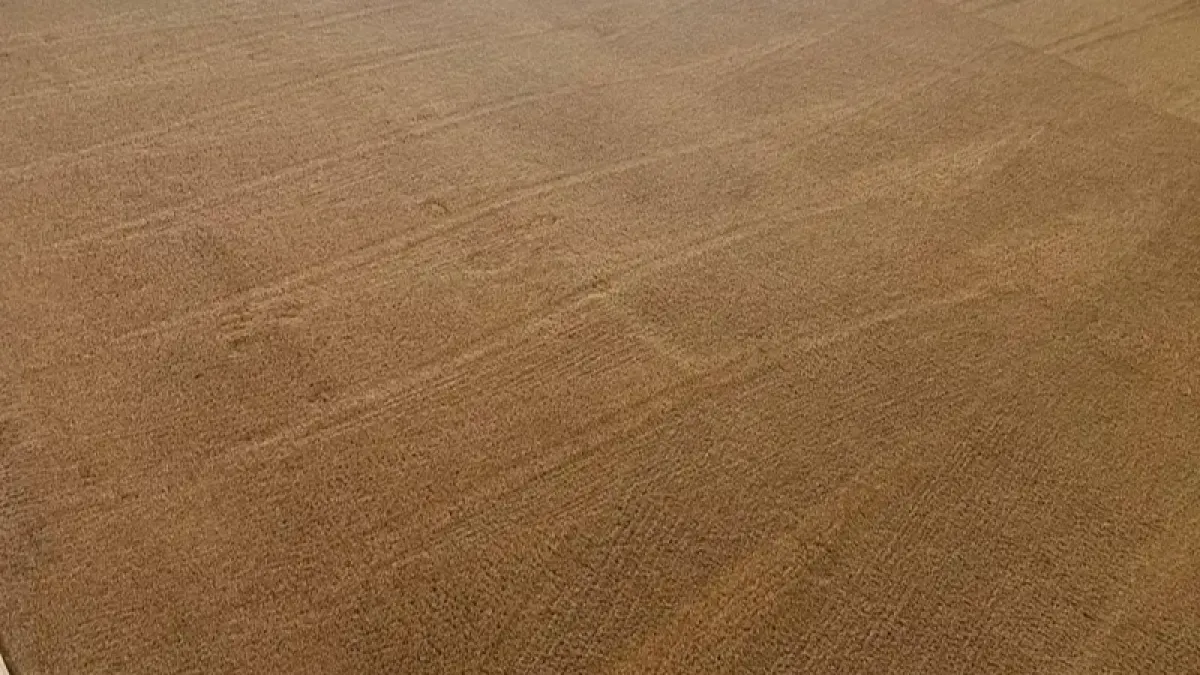 Carpet Steam Cleaning